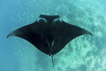 A manta ray (Mobula alfredi) swimming near a cleaning station in Raja Ampat, Indonesia.