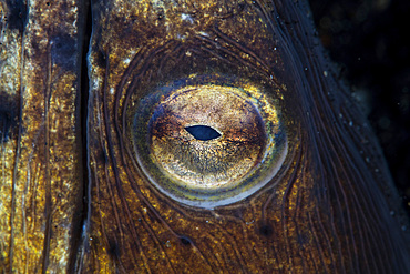 Detail of the eye on a blacksaddle snake eel (Ophichthus cephalozona) in Lembeh Strait, Indonesia.