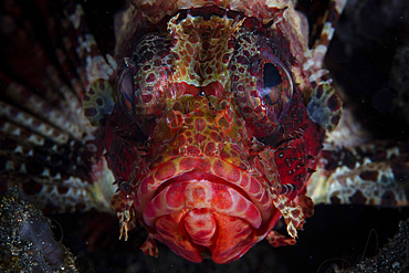 A shortfin lionfish (Dendrochirus brachypterus) waits for prey on the seafloor of Lembeh Strait, Indonesia.