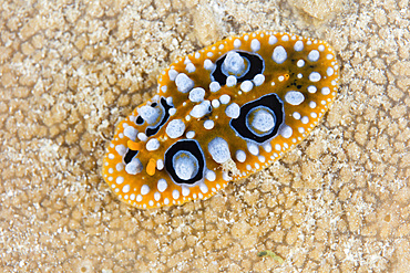 A beautiful nudibranch (Phyllidia ocellata) crawls over the seafloor of Raja Ampat in eastern Indonesia.