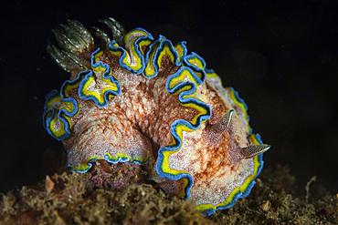 A beautiful nudibranch (Glossodoris cincta) crawls on the black sand seafloor in Lembeh Strait, Indonesia.