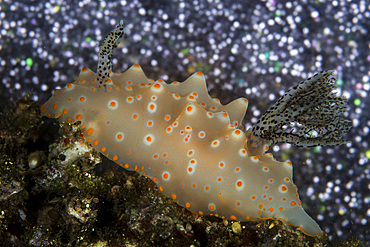 A beautiful nudibranch (Halgerda batangas) crawls across the black sand seafloor in Lembeh Strait, Indonesia.