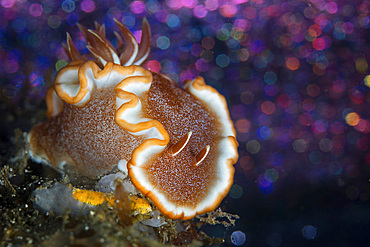 A beautiful nudibranch (Glossodoris rufomarginata) crawls across the black sand seafloor in Lembeh Strait, Indonesia.