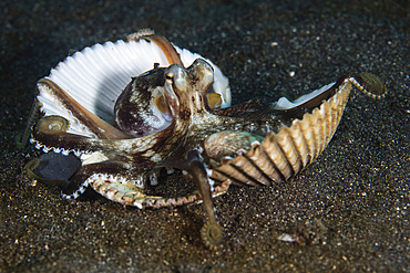 A coconut octopus (Amphioctopus marginatus) clings to shells on the seafloor in Lembeh Strait, Indonesia.