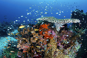 A beautiful coral reef grows near an island in the Banda Sea, Indonesia.