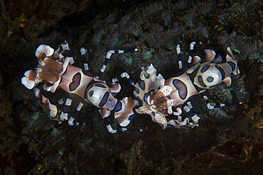 A pair of harlequin shrimp (Hymenocera elegans) lie in a small recess on the seafloor of Lembeh Strait, Indonesia.