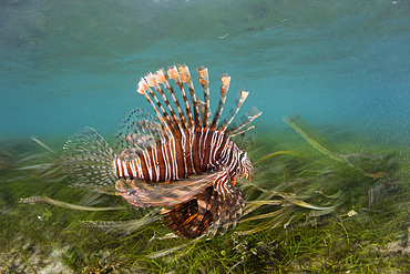 A lionfish (Pterois volitans) hunts for prey in a seagrass meadow in the Banda Islands of eastern Indonesia.