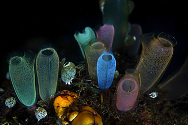 A colorful bouquet of tunicates grows on the seafloor of Lembeh Strait, Indonesia.