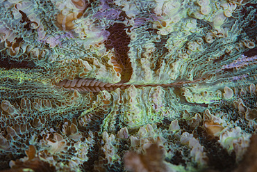 Abstract of the mouth of a Trachyphyllia coral growing in Lembeh Strait, Indonesia.