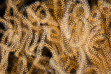 Unidentified mollusk eggs lay on the seafloor of Lembeh Strait, Indonesia.