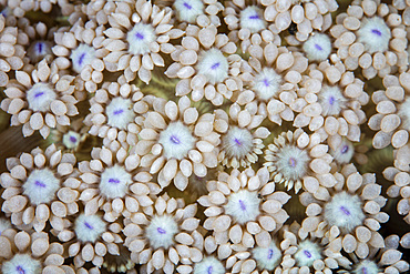 Detail of the polyps of a Goniopora coral growing in Lembeh Strait, Indonesia.