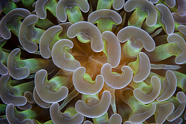 Detail of an anchor coral (Euphyllia ancora) growing in Lembeh Strait, Indonesia.