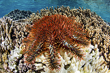 A crown of thorns starfish (Acanthaster planci) feeds on a coral reef growing near an island in the Banda Sea, Indonesia.