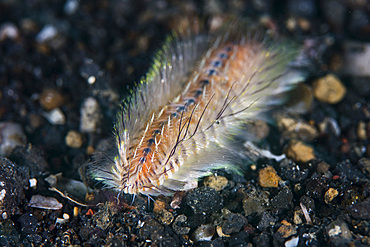 A fire worm crawls across the seafloor of Lembeh Strait, Indonesia.