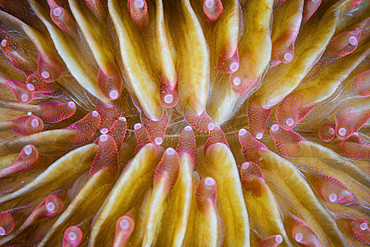 Detail of the mouth on a mushroom coral (Fungia sp.) in Lembeh Strait, Indonesia.