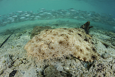 A well-camouflaged tasseled wobbegong shark (Eucrossorhinus dasypogon) lies on the sandy seafloor of Raja Ampat, Indonesia.