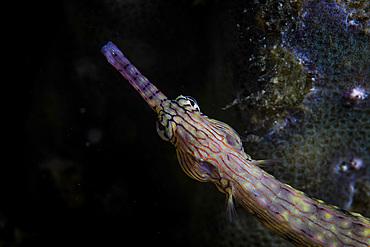 A messmate pipefish, Corythoichthys intestinalis, swims over the seafloor in Alor, Indonesia.