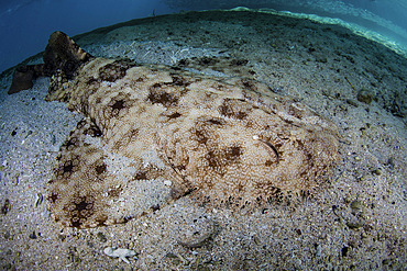 A well-camouflaged tasseled wobbegong shark (Eucrossorhinus dasypogon) lies on the sandy seafloor of Raja Ampat, Indonesia.