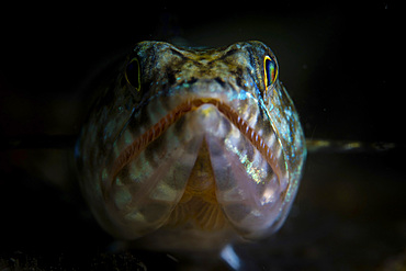 A lizardfish, Synodus sp., waits for prey to swim close by on a reef near Alor in Indonesia.