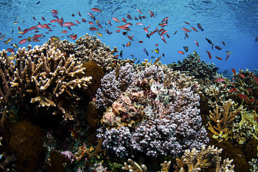 A well-camouflaged scorpionfish blends into a beautiful coral reef thriving in Alor, Indonesia.