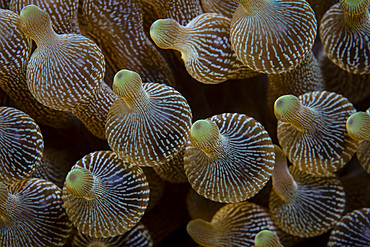 Detail of the colorful tentacles on a bulbed anemone, Entacmaea quadricolor, growing on a reef near Alor in Indonesia.