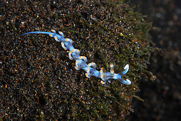 A bi-color flabellina nudibranch, Flabellina bicolor, crawls across a black sand seafloor in Alor, Indonesia.