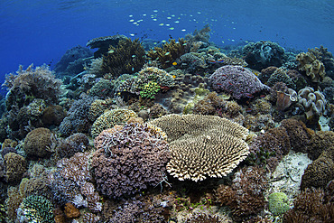 A beautiful coral reef thrives in the shallows of Alor, Indonesia. This remote region is home to a wide array of marine biodiversity.