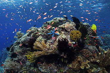 Colorful anthias fish swim above a beautiful coral reef in Alor, Indonesia.