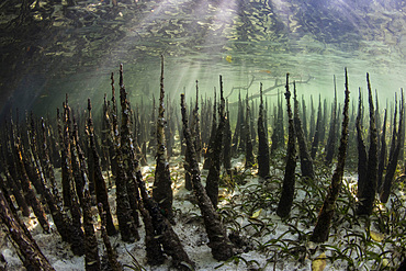 Specialized mangrove roots, called pneumatophores, rise from the shallow seafloor in Alor, Indonesia.