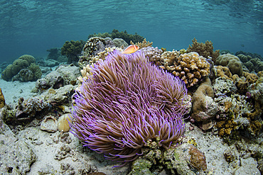 A pink anemonefish, Amphiprion perideraion, swims above its beautiful host anemone in Wakatobi National Park, Indonesia.