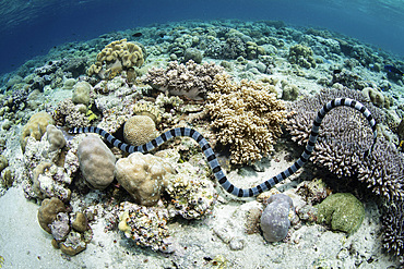 A large banded sea snake, Laticauda colubrina, sinuously swims over a beautiful reef in Wakatobi National Park, Indonesia.