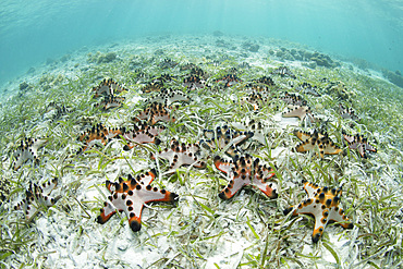 Colorful chocolate chip sea stars, Protoreaster nodosus, cover the seafloor in a seagrass meadow in Wakatobi National Park, Indonesia.