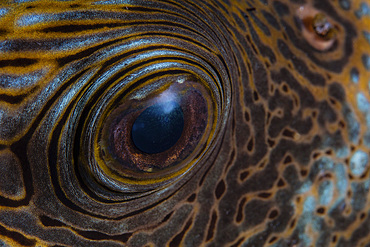 Detail of the eye of a blue-spotted pufferfish, Arothron caeruleopunctatus, in Alor, Indonesia.