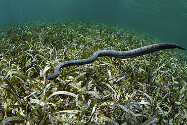 An unidentified sea snake hunts in a shallow seagrass meadow in Wakatobi National Park, Indonesia.