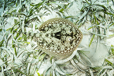 A well-camouflaged yellow stingray, Urobatis jamaicensis, swims over a shallow seagrass meadow growing within Turneffe Atoll's lagoon in the Caribbean Sea. This reef is part of the massive Mesoamerican Reef System, the second largest barrier reef on Earth