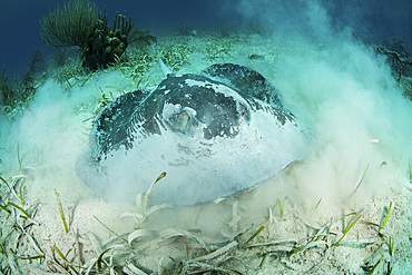 A large roughtail stingray, Dasyatis centroura, lays on the seagrass-covered seafloor of Turneffe Atoll off the coast of Belize. This reef is part of the massive Mesoamerican Reef System in the Caribbean Sea, the second largest barrier reef on Earth.