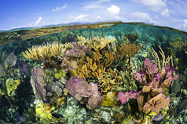 A beautiful coral reef, dominated by colorful gorgonians, grows along the edge of the Blue Hole in Lighthouse Reef in the Caribbean Sea. This reef is part of the massive Mesoamerican Reef System, the second largest barrier reef on Earth.