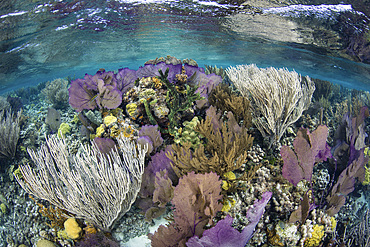 A beautiful coral reef, dominated by colorful gorgonians, grows along the edge of the Blue Hole in Lighthouse Reef in the Caribbean Sea. This reef is part of the massive Mesoamerican Reef System, the second largest barrier reef on Earth.