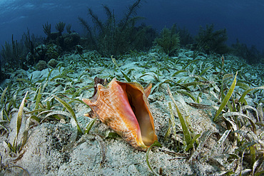 A colorful queen conch, Strombus gigas, lies on the seagrass-covered seafloor of Turneffe Atoll in Belize. Conchs are an important marine resource as they are sought for food.