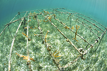 Fast-growing staghorn coral fragments, Acropora sp., are being grown in hopes of replanting colonies in reef areas of the Caribbean Sea that have been damaged.