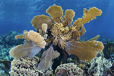 A beautiful coral reef, dominated by colorful gorgonians, grows along the edge of Turneffe Atoll in the Caribbean Sea. This reef is part of the massive Mesoamerican Reef System, the second largest barrier reef on Earth.