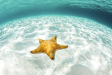 A colorful West Indian starfish, Oreaster reticulatus, crawls over a shallow, sandy seafloor in Turneffe Atoll in the Caribbean Sea. This reef is part of the massive Mesoamerican Reef System, the second largest barrier reef on Earth.