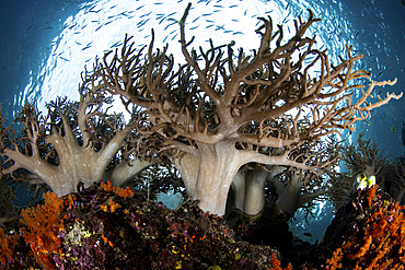 Soft coral colonies, Sinularia sp., thrive on a reef found among the remote, tropical islands of Raja Ampat, Indonesia.