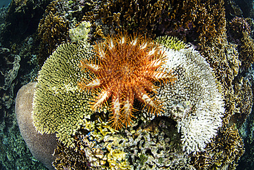 A crown-of-thorns sea star (Acanthaster planci) feeds on a living coral colony among the remote, tropical islands of Raja Ampat, Indonesia.