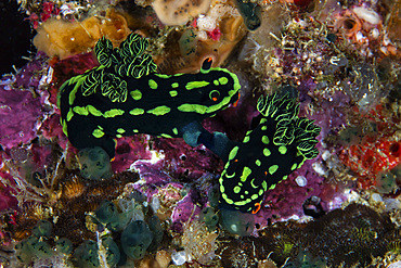 A pair of vibrant nudibranchs, Nembrotha kubaryana, mate on a coral reef in the remote, tropical islands of Raja Ampat, Indonesia.