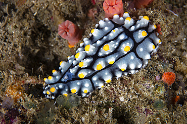 A vibrant nudibranch, Phyllidia sp., feeds on sponges on a coral reef in the remote, tropical islands of Raja Ampat, Indonesia.