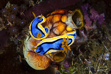 A pair of Chromodoris annae nudibranch crawl on a large tunicate among the remote, tropical islands of Raja Ampat, Indonesia.