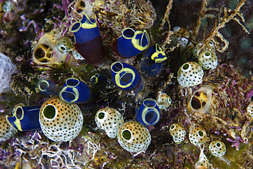 A cluster of colorful tunicates grow on a coral reef amid the remote, tropical islands of Raja Ampat, Indonesia.