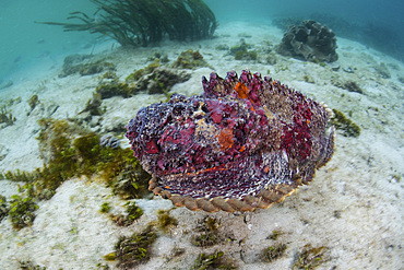 A well-camouflaged reef stonefish, Synanceia verrucosa, waits to ambush prey in Raja Ampat, Indonesia.