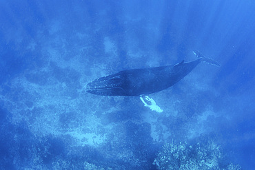 A magnificent humpback whale, Megaptera novaeangliae, swims in the clear, blue waters of the Caribbean Sea.